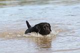 LABRADOR 280